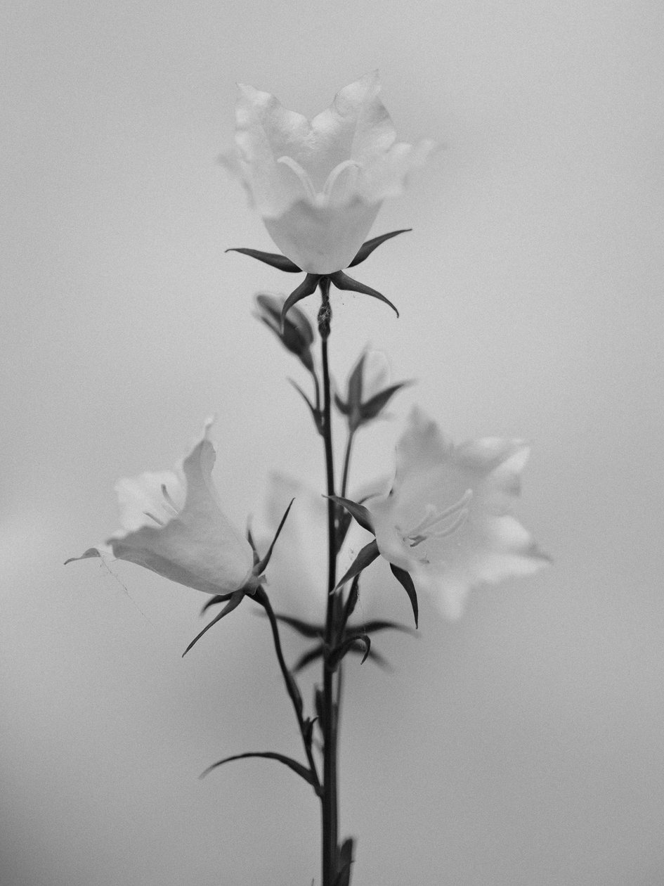 وسط الزهور 43 ، 2021 (b / w photo) بواسطة تيس ألبرز
