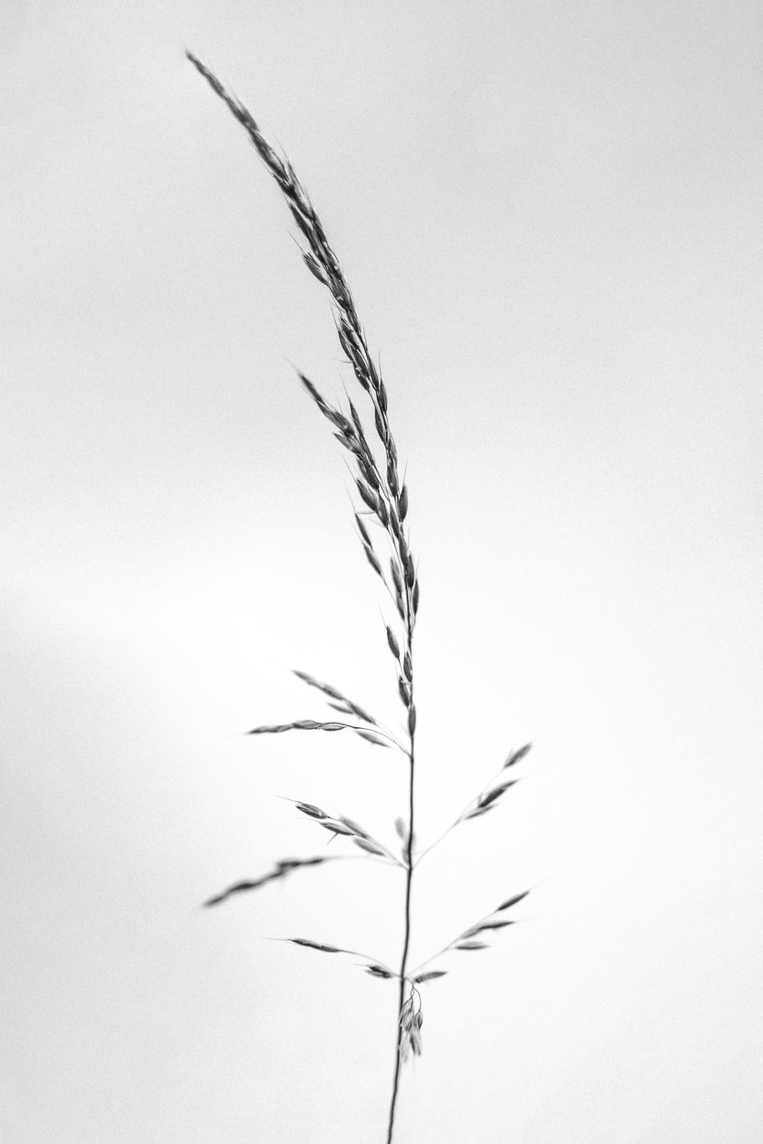 وسط الزهور 45 ، 2021 (b / w photo) بواسطة تيس ألبرز