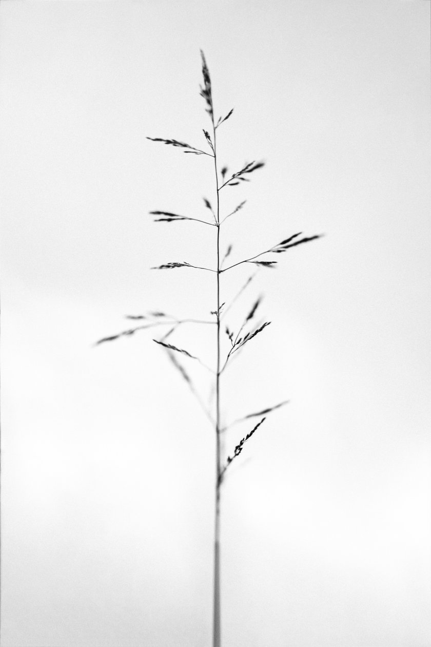 وسط الزهور 51 ، 2021 (b / w photo) بواسطة تيس ألبرز