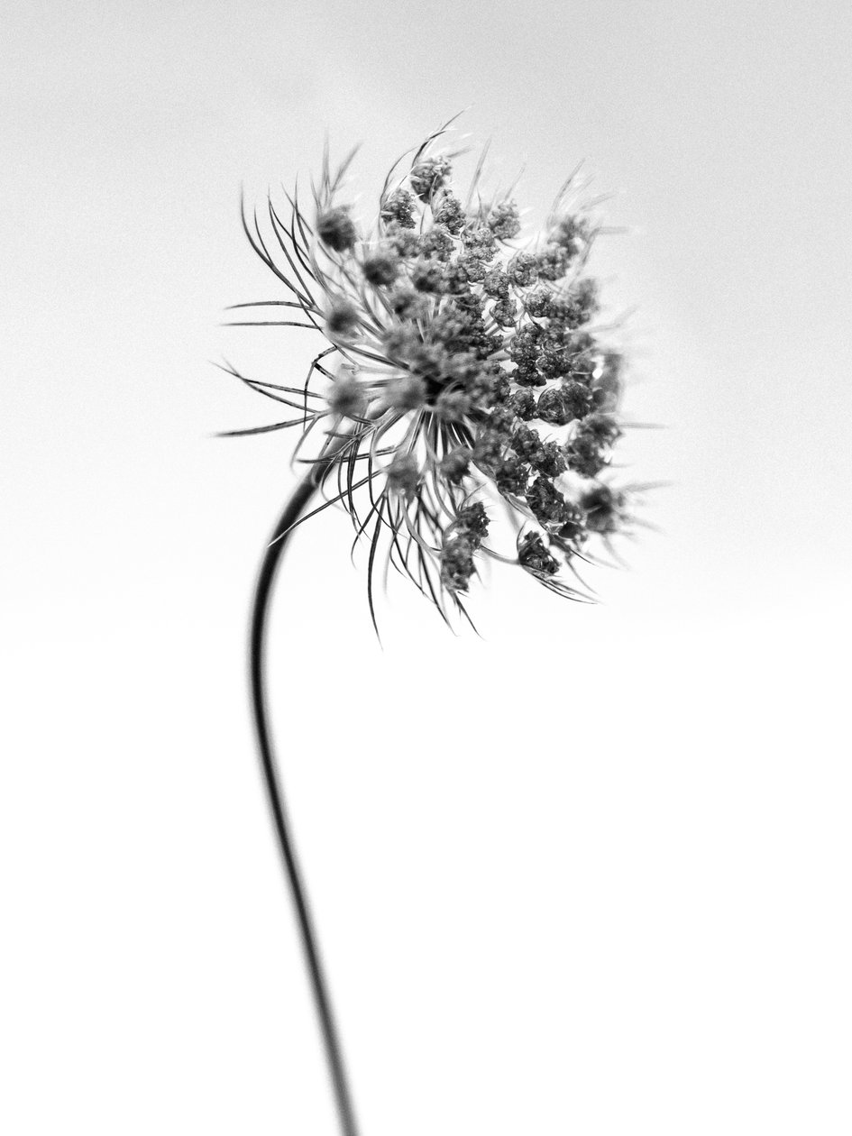 وسط الزهور 52 ، 2021 (b / w photo) بواسطة تيس ألبرز