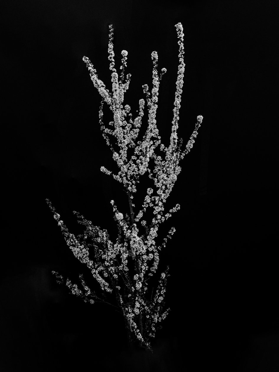وسط الزهور 56 ، 2021 (b / w photo) بواسطة تيس ألبرز