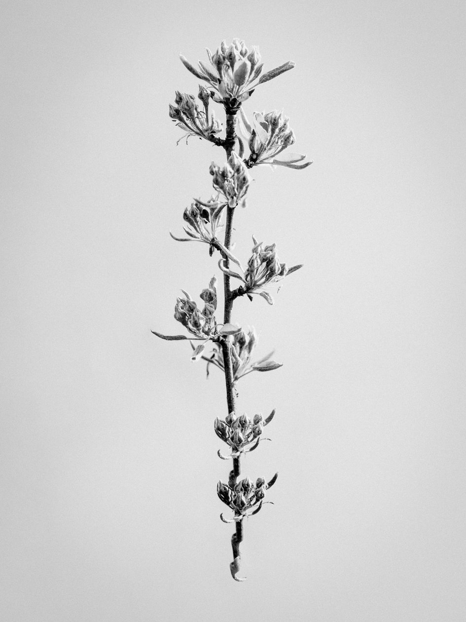 وسط الزهور 59 ، 2021 (b / w photo) بواسطة تيس ألبرز