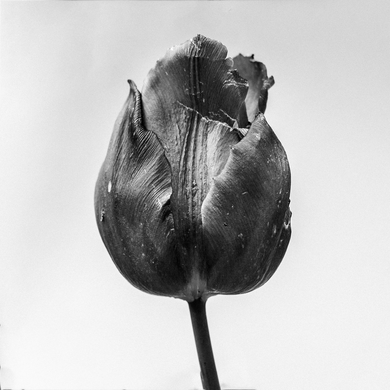 وسط الزهور 64 ، 2021 (b / w photo) بواسطة تيس ألبرز