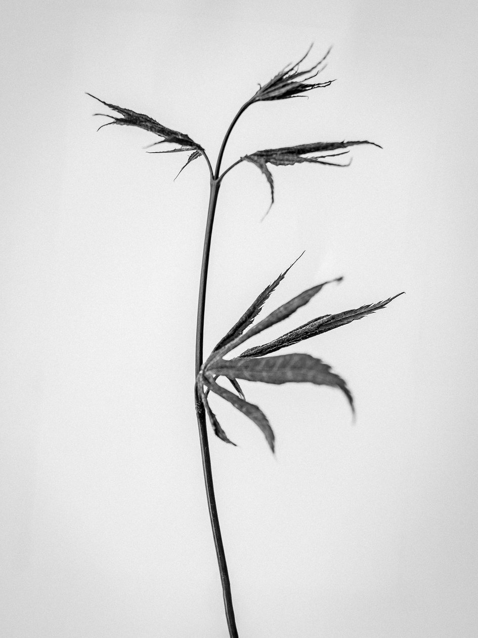 وسط الزهور 65 ، 2021 (b / w photo) بواسطة تيس ألبرز