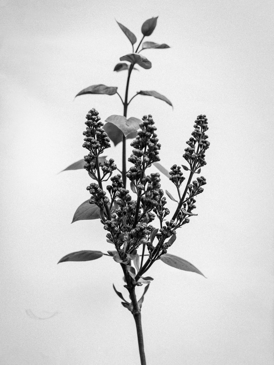 وسط الزهور 66 ، 2021 (b / w photo) بواسطة تيس ألبرز
