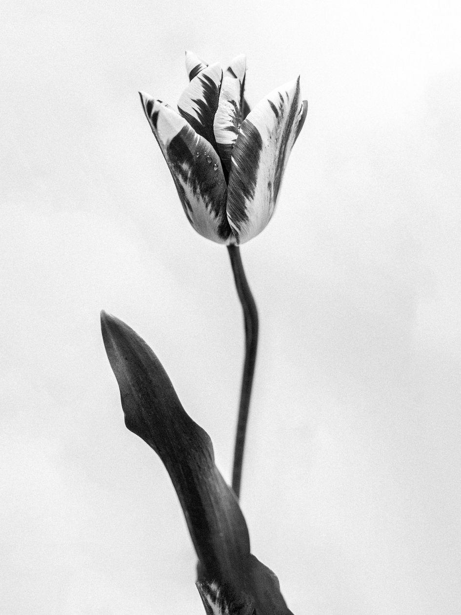 وسط الزهور 71 ، 2021 (b / w photo) بواسطة تيس ألبرز