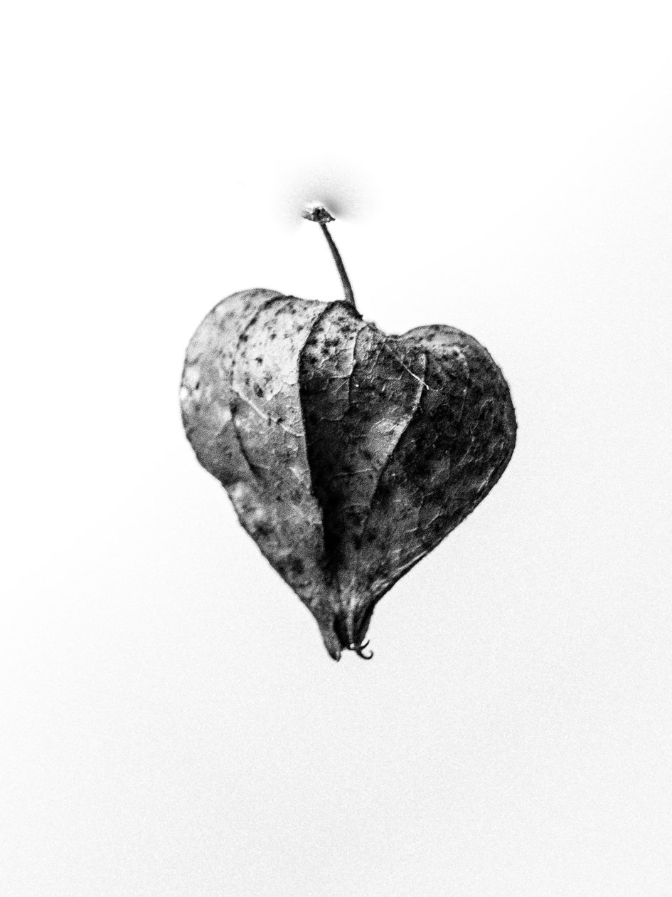 وسط الزهور 72 ، 2021 (b / w photo) بواسطة تيس ألبرز