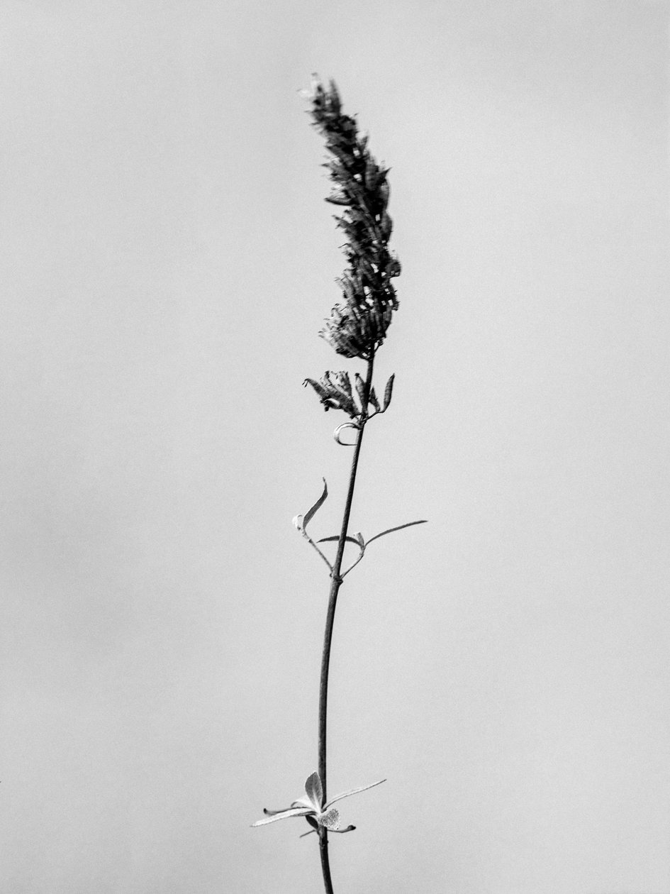 وسط الزهور 74 ، 2021 (b / w photo) بواسطة تيس ألبرز
