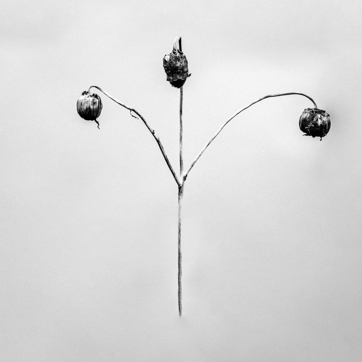 وسط الزهور 75 ، 2021 (b / w photo) بواسطة تيس ألبرز