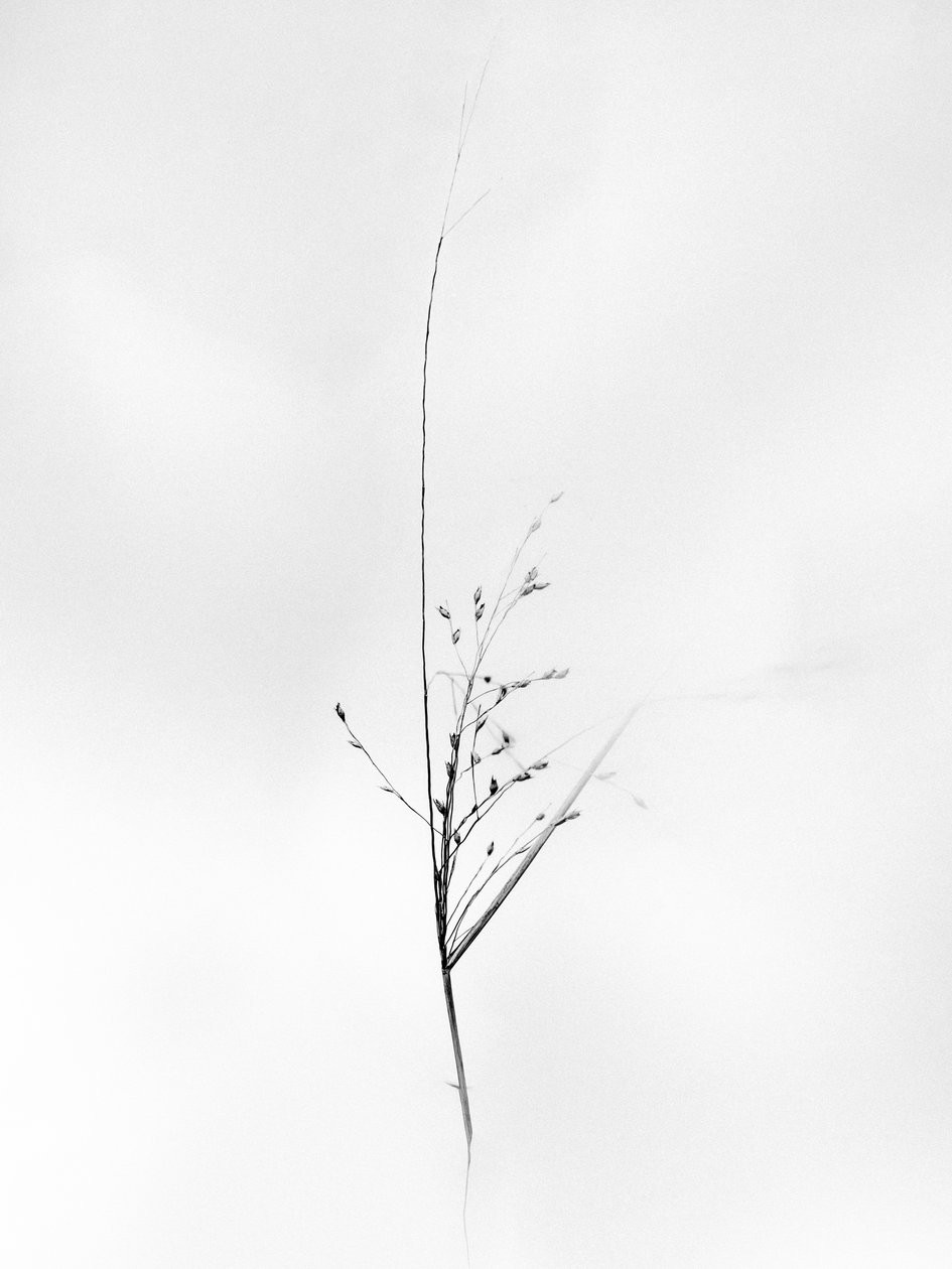 وسط الزهور 79 ، 2021 (b / w photo) بواسطة تيس ألبرز