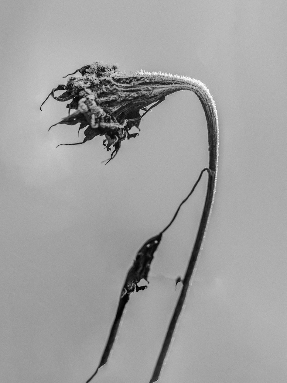 وسط الزهور 9 ، 2021 (b / w photo) بواسطة تيس ألبرز