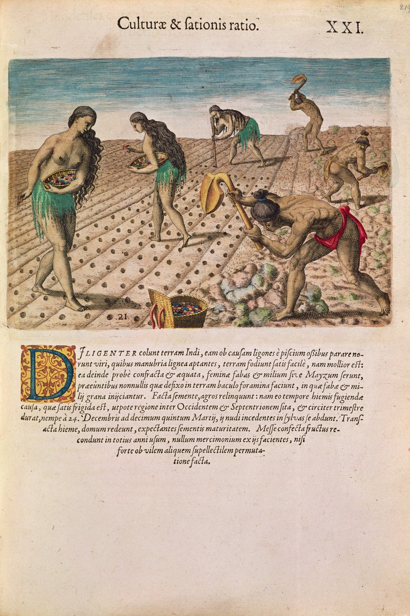هنود فلوريدا يزرعون الذرة ، من "Brevis Narratio ..." ، نشره Theodore de Bry ، 1591 (انظر أيضًا 111671) بواسطة بعد لو موين ، جي براي
