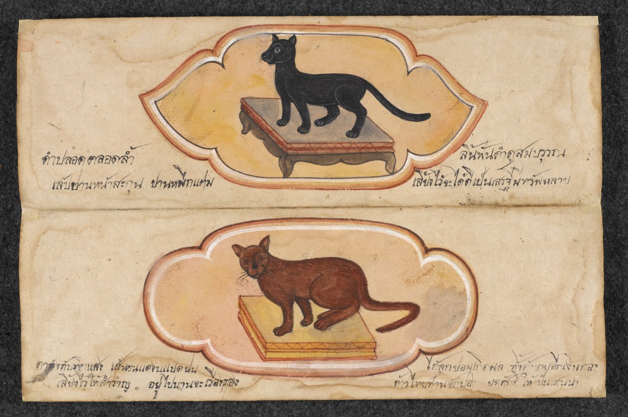 القطط السيامية ، Fol. 1: قطتان محظوظتان لدعم الأعمال وتكديس الثروة ، أو. 16797 ، ص .1 (مخطوطة) بواسطة المدرسة التايلاندية