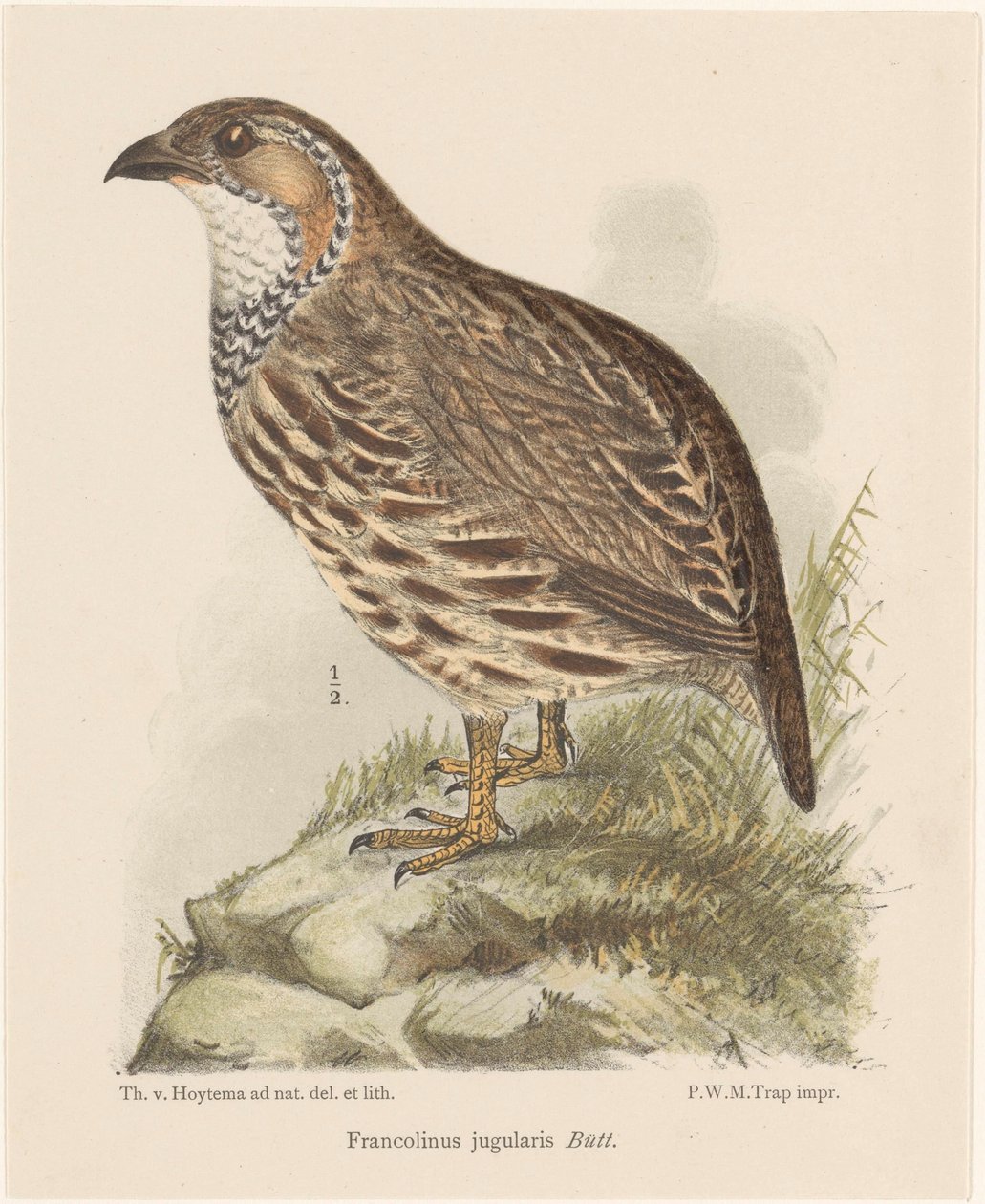 الحجل (francolinus jugularis) بواسطة ثيو فان هويتيما