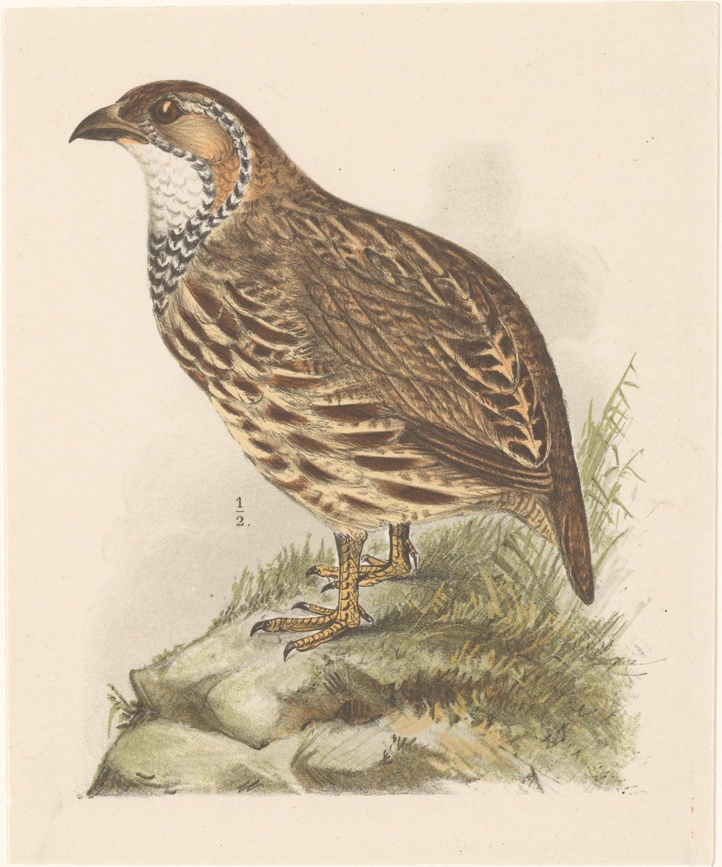 الحجل (francolinus jugularis) بواسطة ثيو فان هويتيما