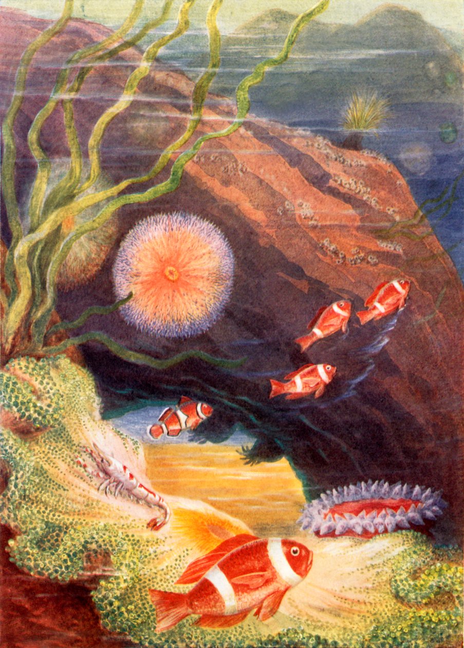  بواسطة ثيوبالد كاريراس