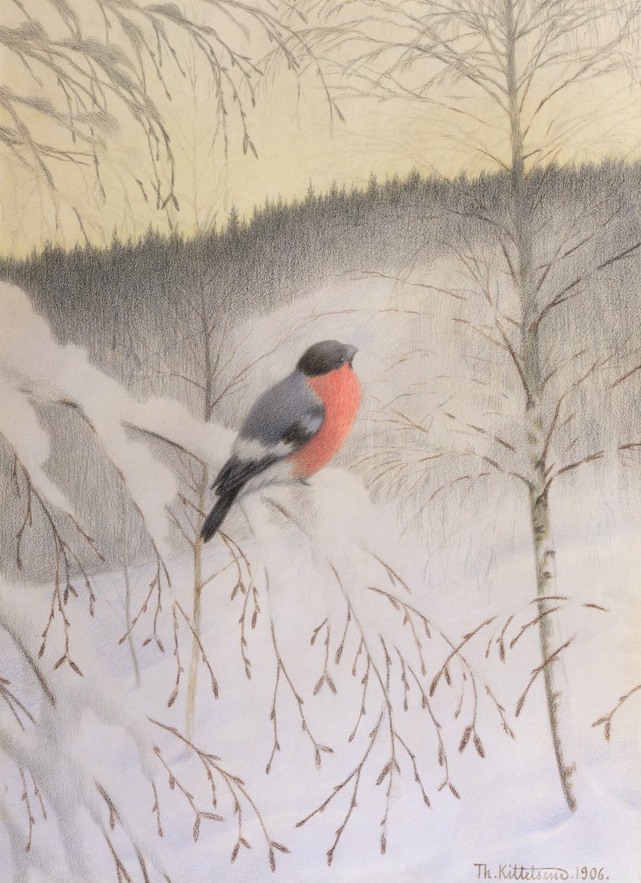 Bullfinch على Frosty Twig بواسطة ثيودور كيتلسن