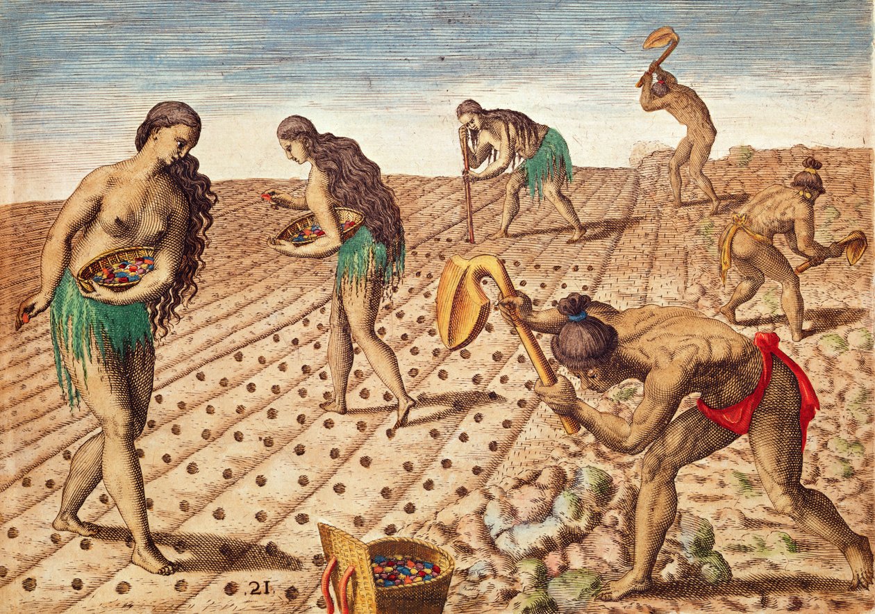 Brevis Narratio ، زراعة وبذار ، 1563 (نقش الألوان) بواسطة تيودور دي بري