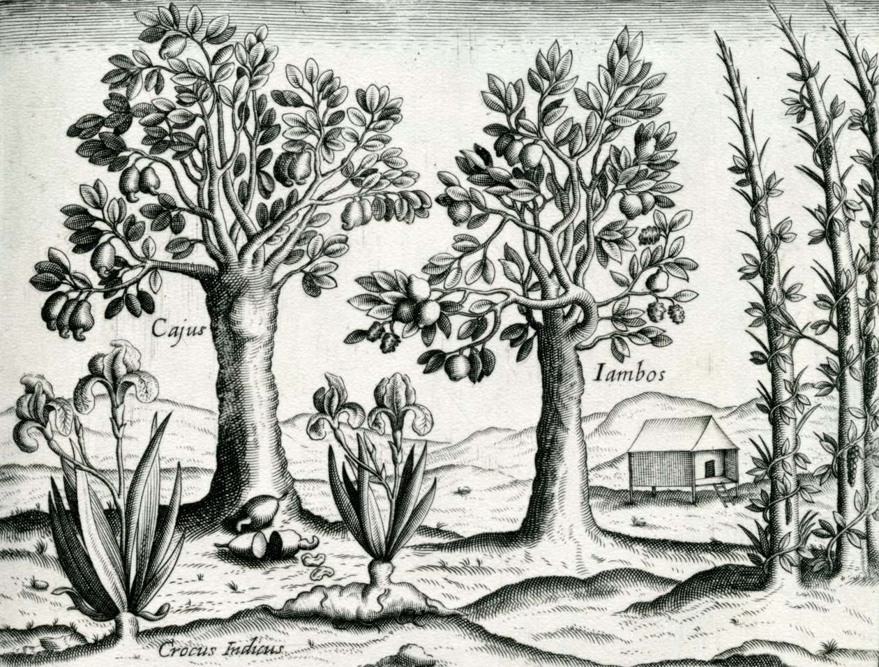 منظر طبيعي ، رسم توضيحي من &39;India Orientalis&39; ، 1598 بواسطة تيودور دي بري