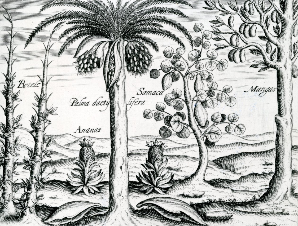 منظر طبيعي ، رسم توضيحي من &39;India Orientalis&39; ، 1598 بواسطة تيودور دي بري