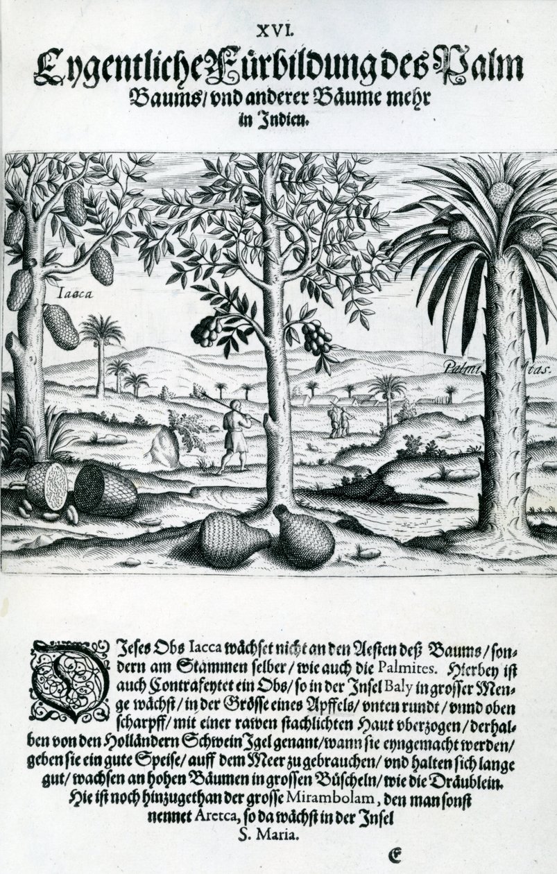 منظر طبيعي ، رسم توضيحي من &39;India Orientalis&39; ، 1598 بواسطة تيودور دي بري