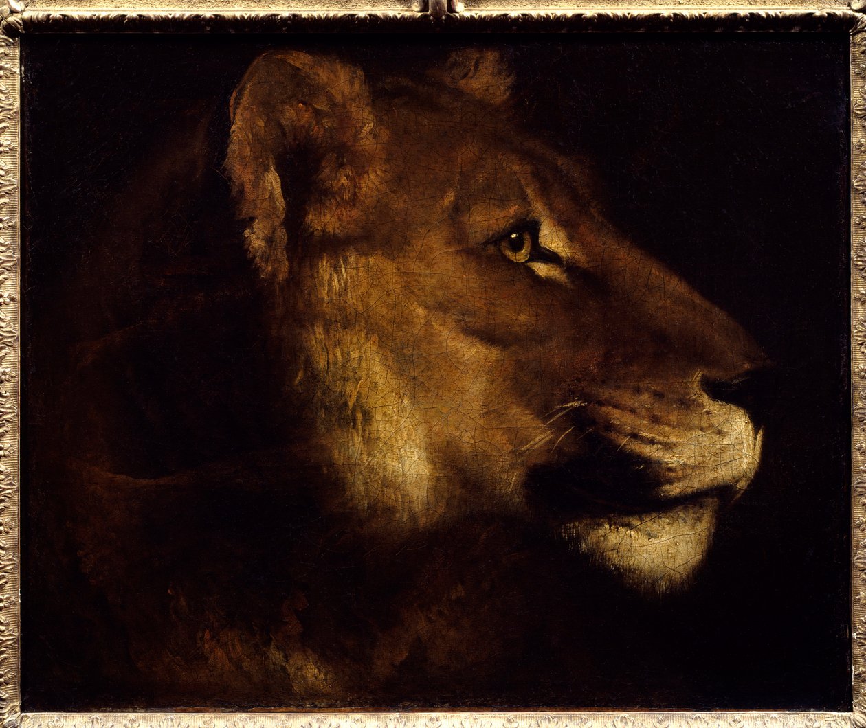 رسم رأس لبؤة بقلم ثيودور جيريكولت (1791-1824) شمس القرن التاسع عشر. 0،55x0،65 م باريس ، متحف اللوفر. - رأس لبؤة. لوحة لثيودور جيريكولت (1791-1824) بواسطة ثيودور جيريكولت