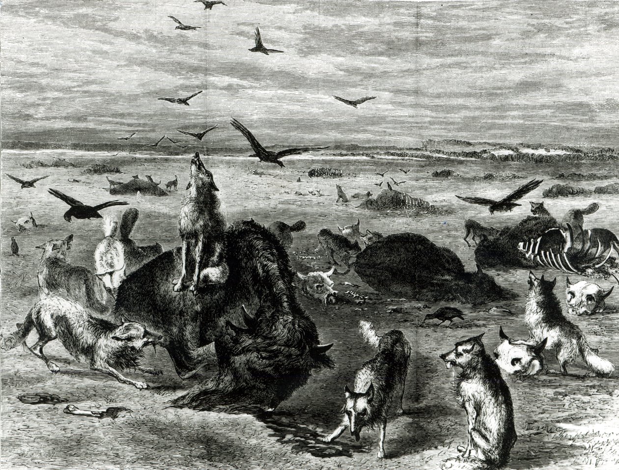 ذبح الجاموس على السهول ، من هاربرز ويكلي 1872 بواسطة ثيودور راسل ديفيس