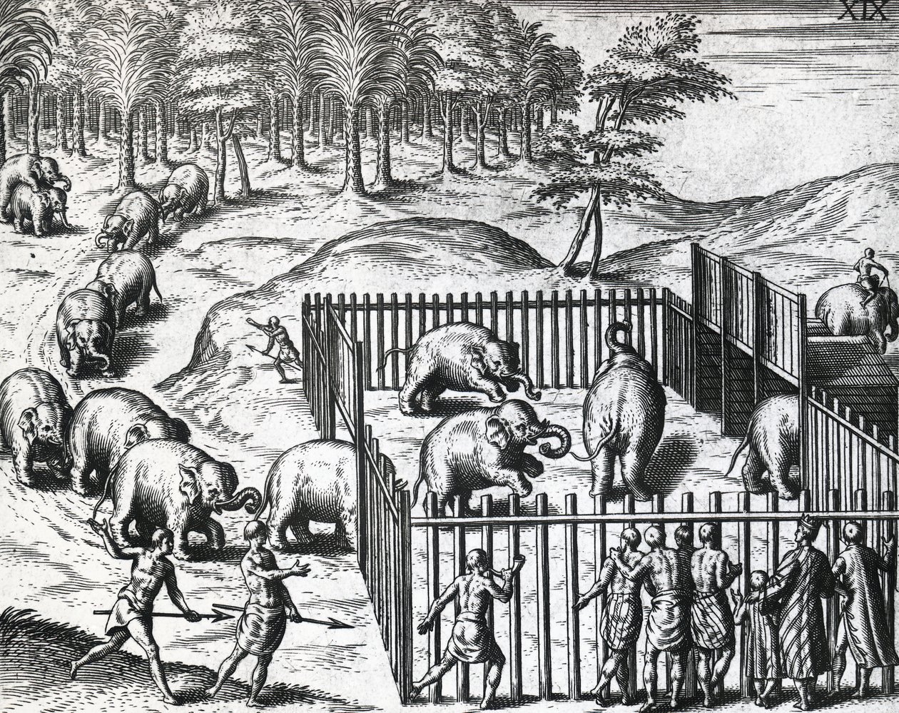 صيد الأفيال في مملكة بيغو ، ميانمار الآن ، بواسطة ثيودور دي بري (1528-1598) ، نقش بواسطة تيودور دي بري
