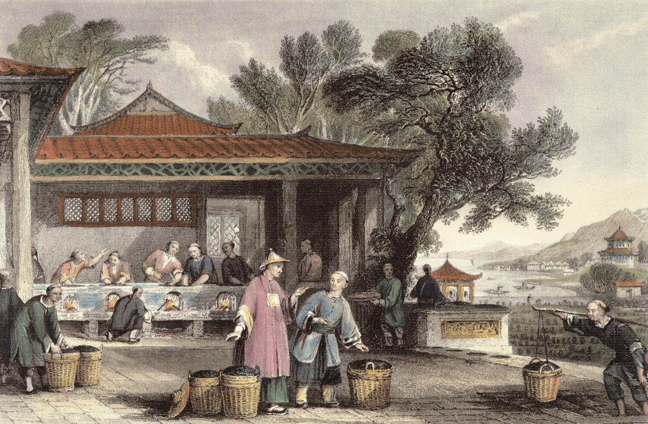 ثقافة وتحضير الشاي ، من "الصين في سلسلة من المشاهدات" لجورج نيوينهام رايت (c.1790-1877) 1843 بواسطة توماس ألوم