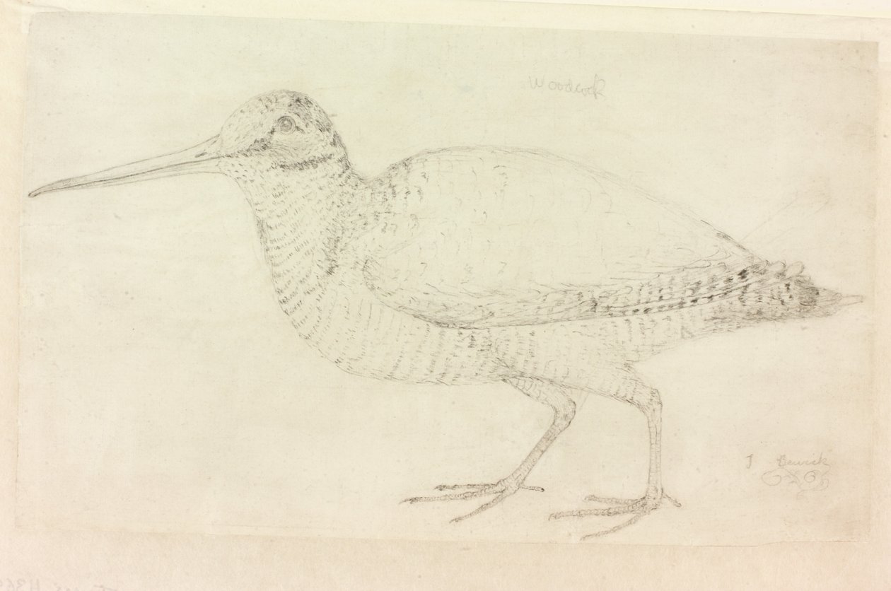 The Woodcock (قلم رصاص على ورق (على ورق)) بواسطة توماس بيويك