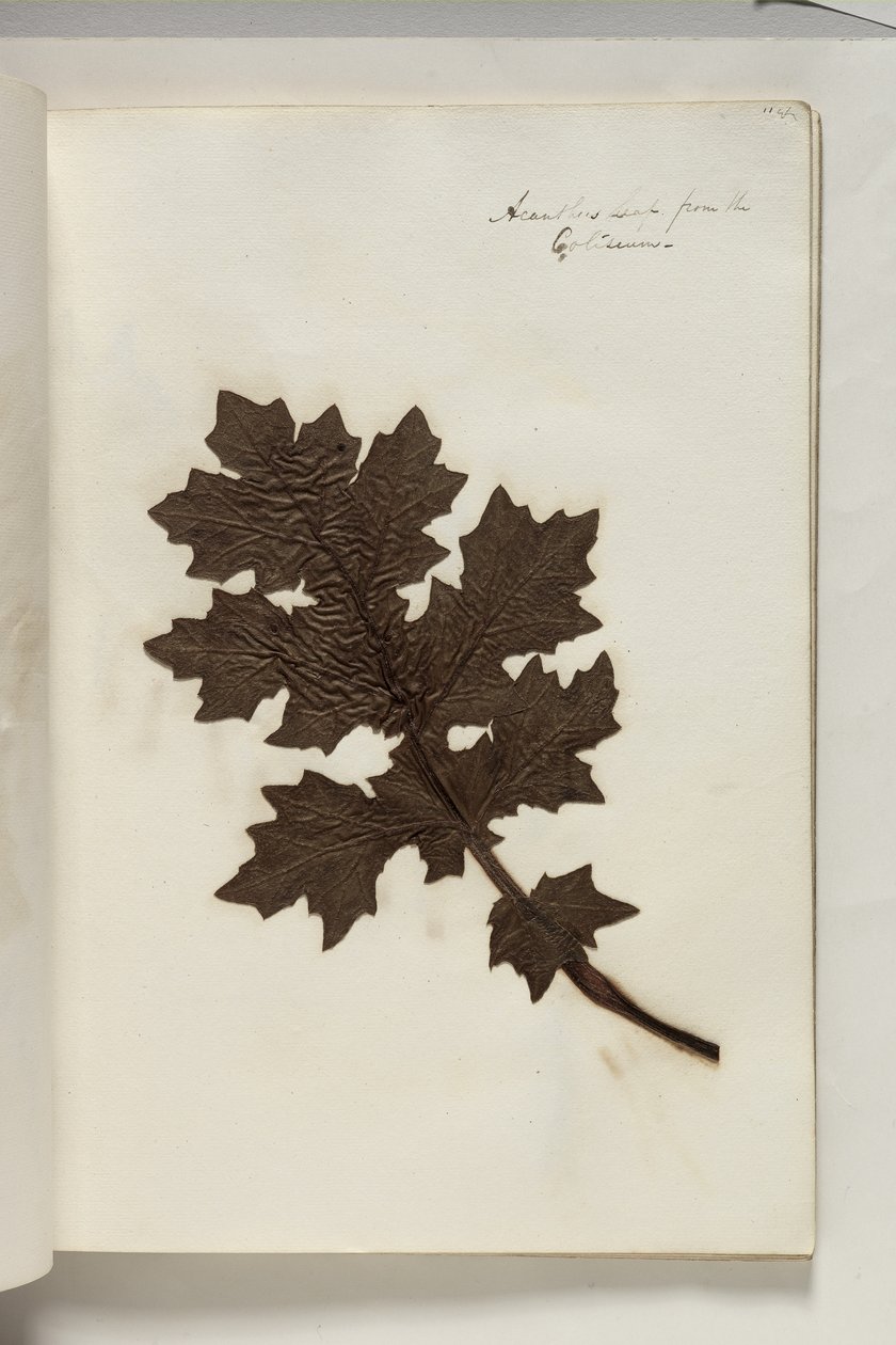 ورقة Acanthus من المدرج ، c.1832 (قلم وحبر مع عينة نبات على الورق) بواسطة توماس كول
