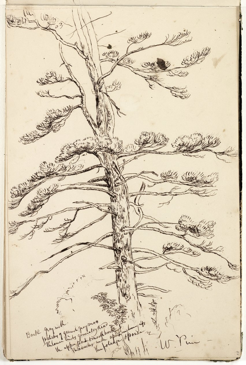 الصنوبر الأبيض ، c.1832 (قلم وحبر فوق قلم رصاص على ورق) بواسطة توماس كول
