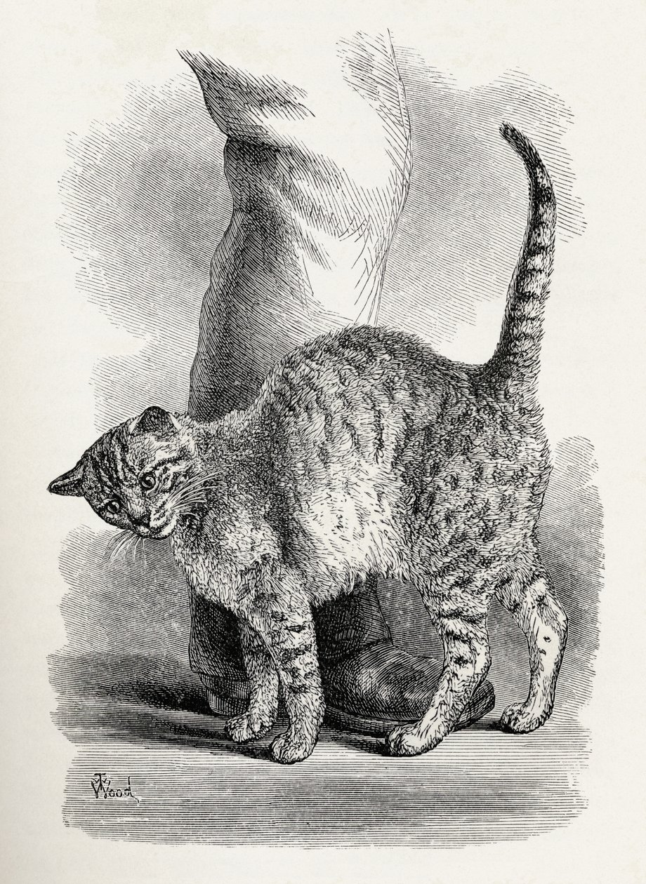 قطة في إطار عقلي محب ، من "التعبير عن العواطف في الإنسان والحيوانات" تشارلز داروين ، 1872 بواسطة توماس دبليو وود