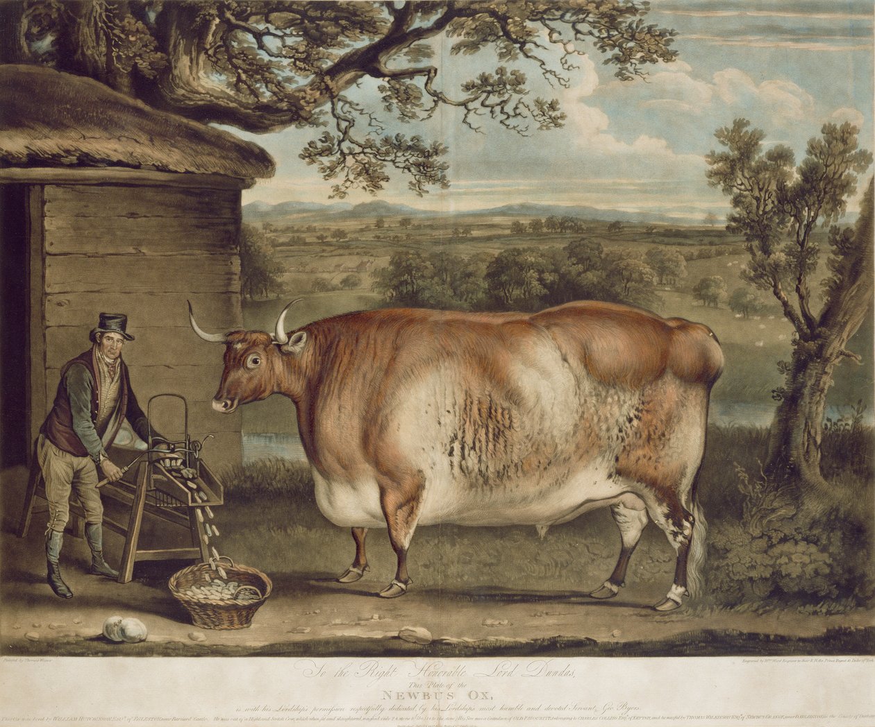 The Newbus Ox ، منقوش بواسطة W. Ward ، 1812 (نقش الألوان) بواسطة توماس ويفر