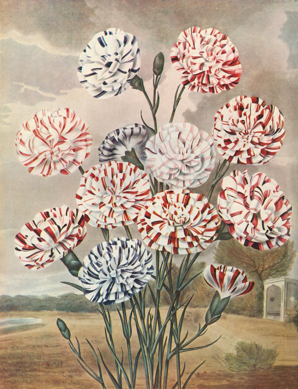 Picotees ، c1802-1821 ، 1948. بواسطة توماس باكستر