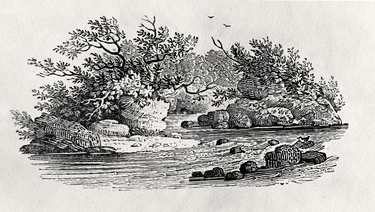 منعطف في النهر ، من "Water Birds" ، نُشر عام 1804 (نقش على الخشب) بواسطة توماس بيويك