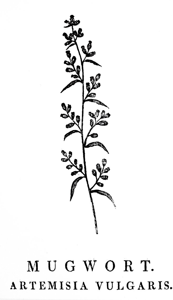 نقش على الخشب يصور غصن موغورت ، وهو نوع من النباتات العطرية في جنس Artemisia. نقش خشبي لتوماس بويك (1753-1828) نقاش إنجليزي ومؤلف تاريخ طبيعي بواسطة توماس بيويك