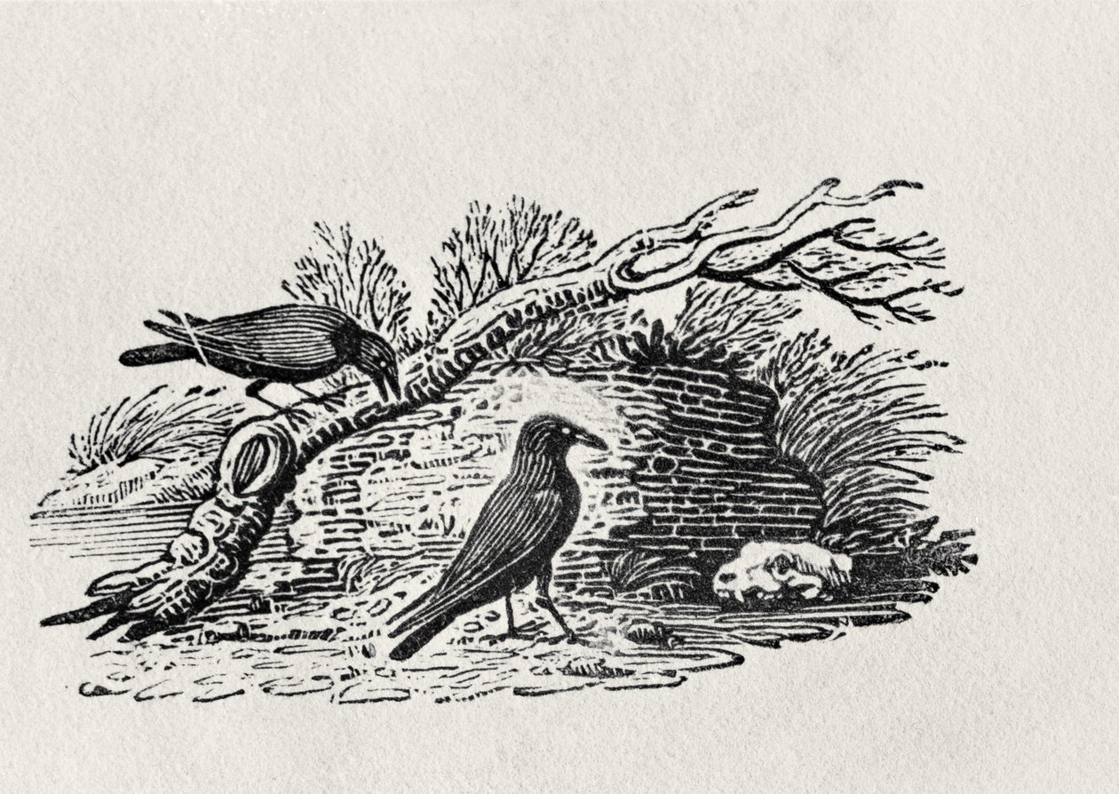 الغربان (Corvus corone corone) من المجلد "تاريخ الطيور البريطانية" المجلد الأول ، حانة. 1797 (نقش الخشب) بواسطة توماس بيويك