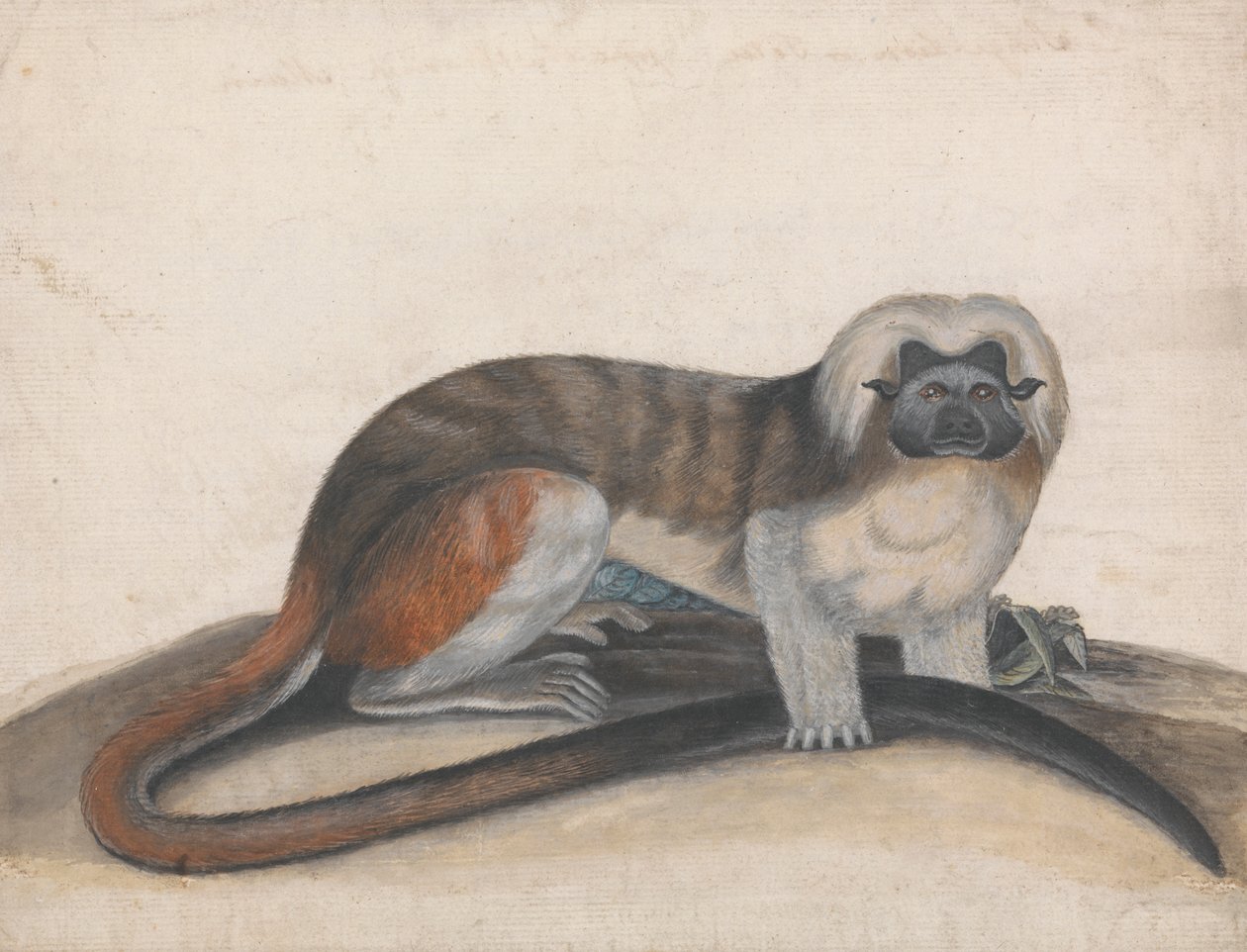 دراسة عن "القرد ذو الذيل الأحمر" (المعروف سابقًا باسم Cottenhead Marmoset) بواسطة توماس بيويك