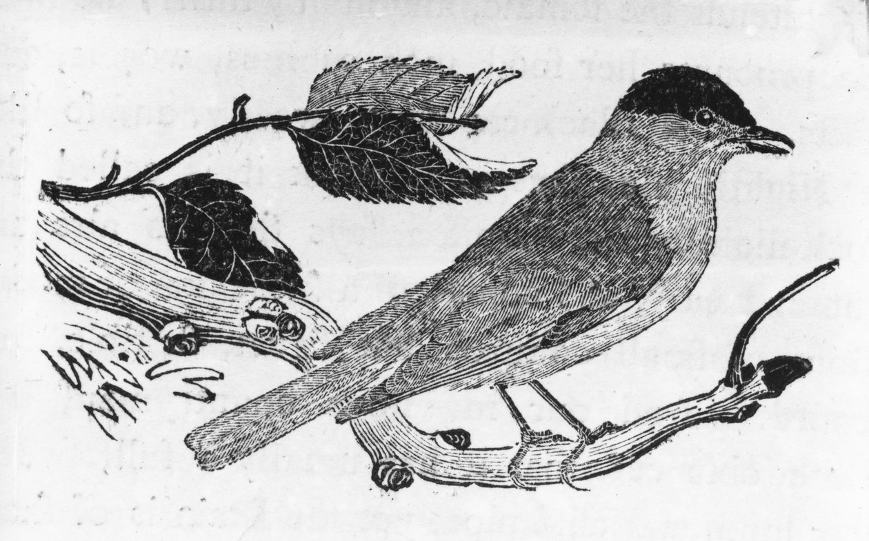 The Black-Cap ، رسم توضيحي من "تاريخ الطيور البريطانية" بقلم توماس بيويك ، نُشر لأول مرة عام 1797 بواسطة توماس بيويك