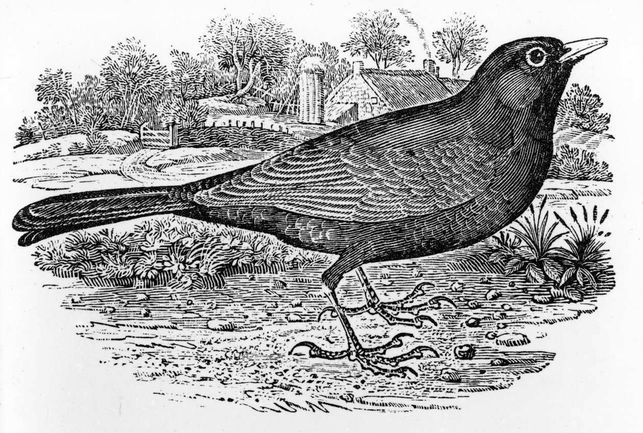The Blackbird ، رسم توضيحي من "تاريخ الطيور البريطانية" بقلم توماس بيويك ، نُشر لأول مرة عام 1797 بواسطة توماس بيويك
