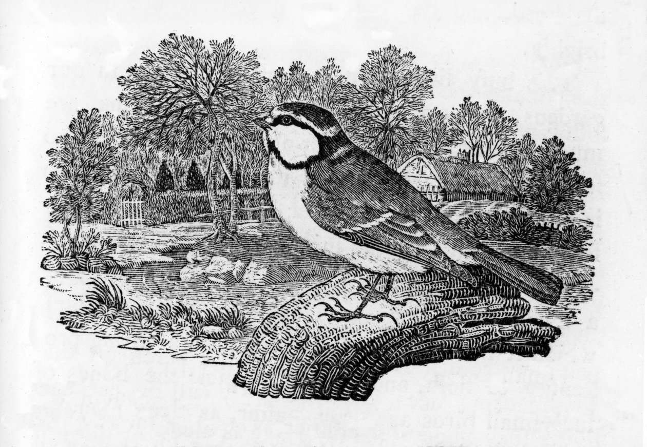 The Titmouse الأزرق ، رسم توضيحي من "تاريخ الطيور البريطانية" بقلم توماس بيويك ، نشر لأول مرة عام 1797 بواسطة توماس بيويك