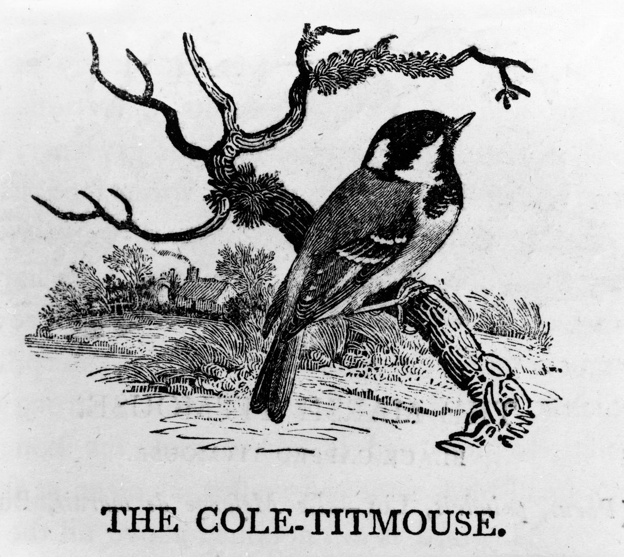 The Cole-Titmouse ، رسم توضيحي من "تاريخ الطيور البريطانية" بقلم توماس بيويك ، نُشر لأول مرة عام 1797 بواسطة توماس بيويك