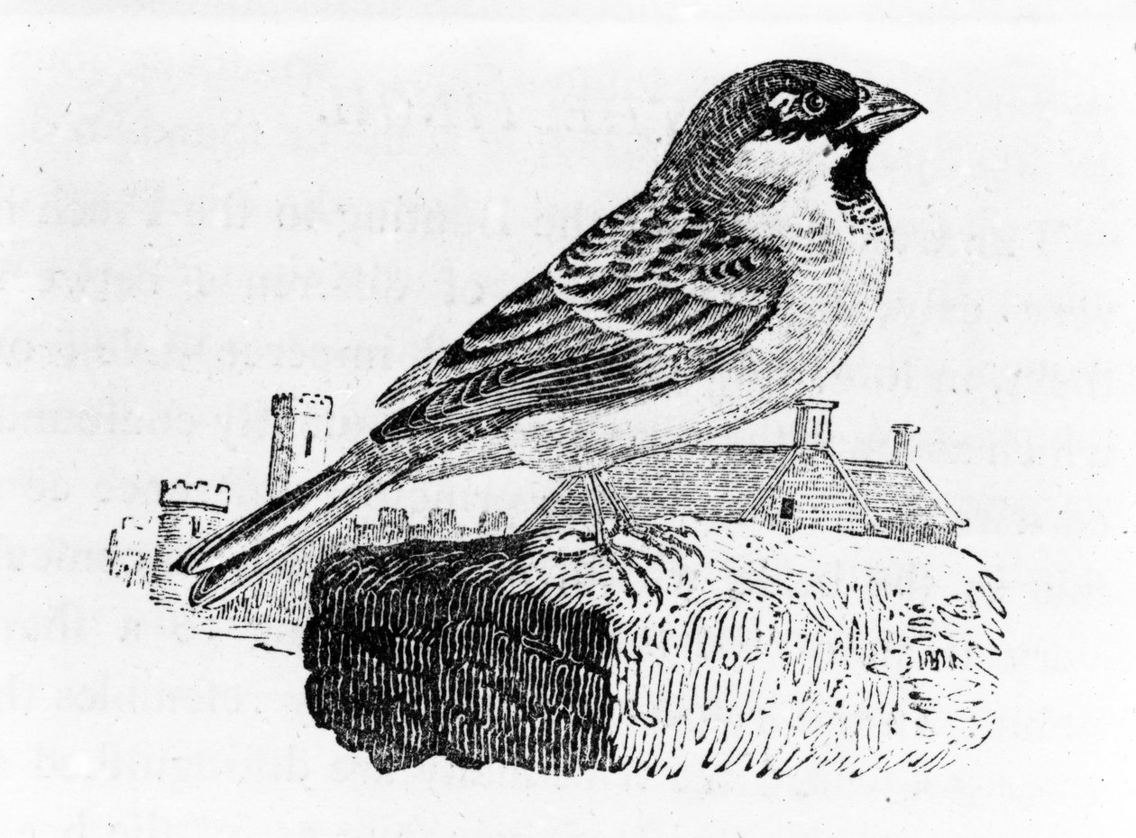 The House Sparrow ، رسم توضيحي من "تاريخ الطيور البريطانية" ، بقلم توماس بيويك ، نشر لأول مرة عام 1797 بواسطة توماس بيويك