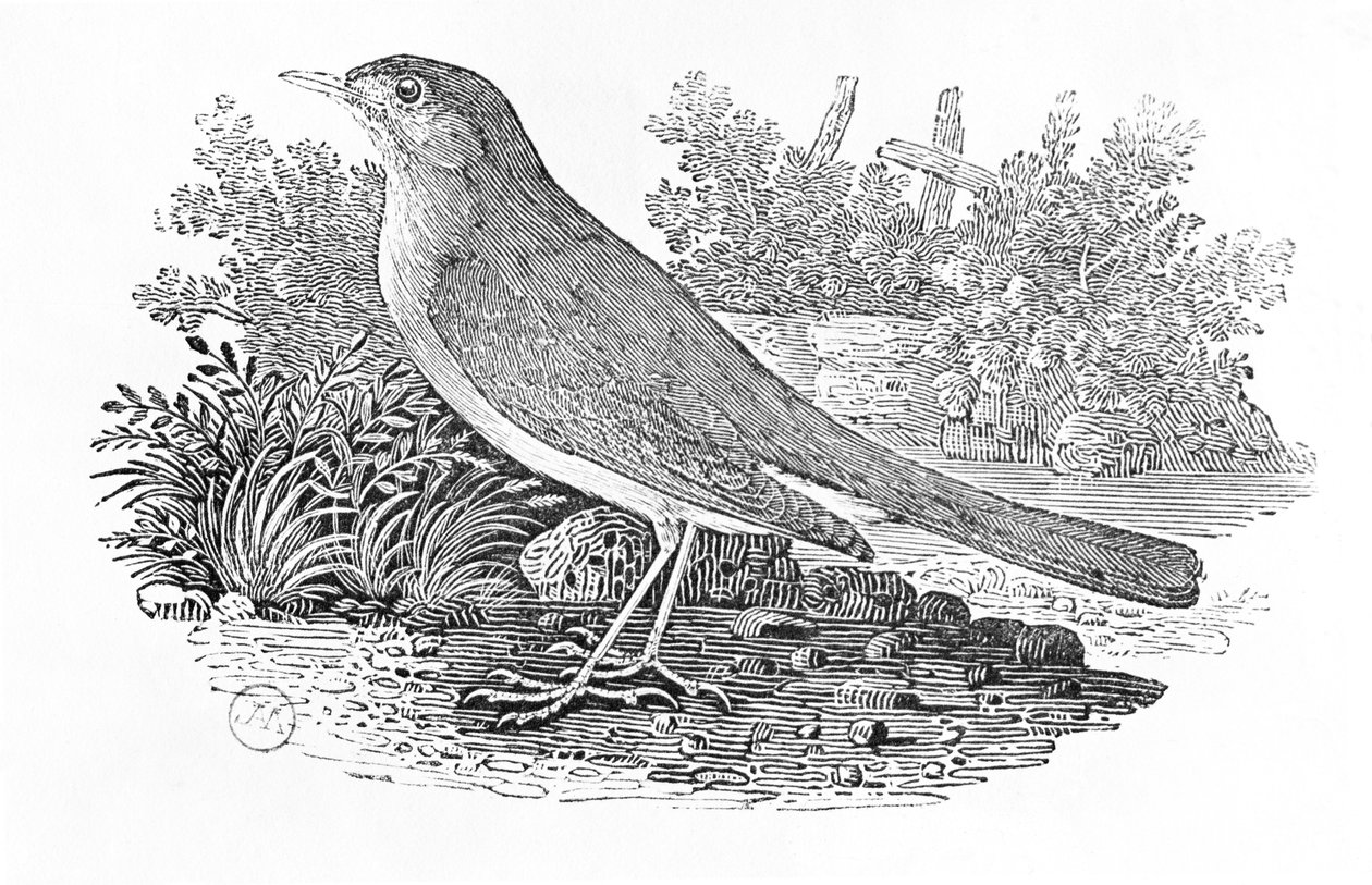العندليب (Luscinia megarhynchos) من المجلد "تاريخ الطيور البريطانية" المجلد الأول ، الحانة. 1797 (نقش الخشب) بواسطة توماس بيويك
