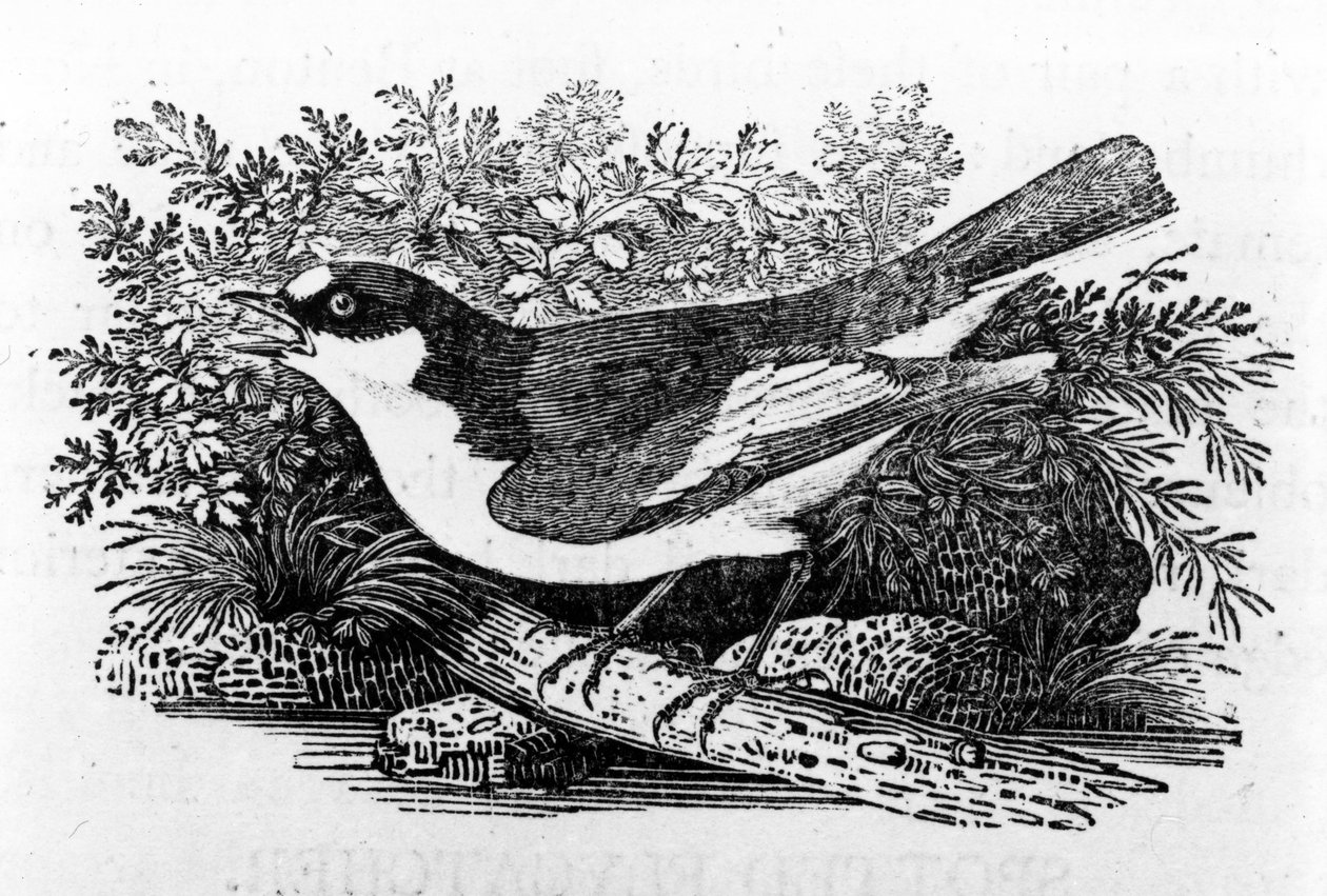 The Pied Flycatcher ، رسم توضيحي من "تاريخ الطيور البريطانية" بقلم توماس بيويك ، نُشر لأول مرة عام 1797 بواسطة توماس بيويك