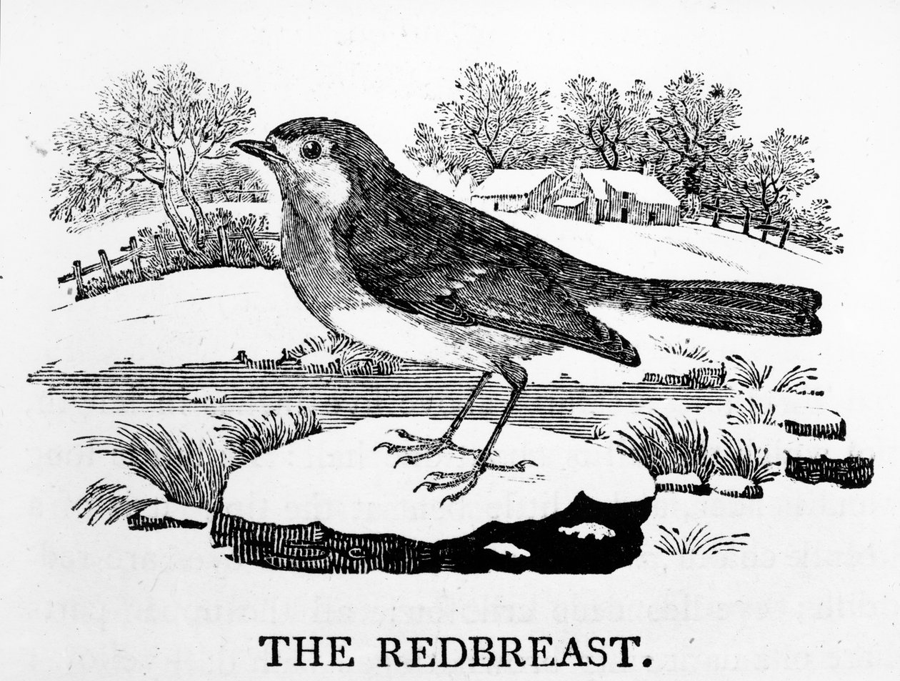 The Redbreast ، رسم توضيحي من "تاريخ الطيور البريطانية" بواسطة توماس بيويك ، نُشر لأول مرة عام 1797 بواسطة توماس بيويك