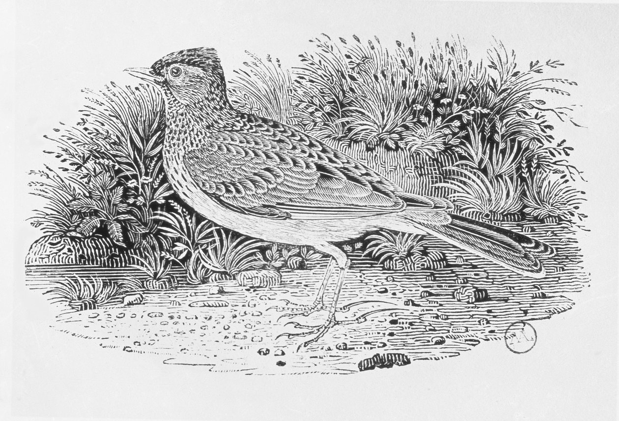 The Skylark (Alauda arvensis) من المجلد الأول "تاريخ الطيور البريطانية" ، الحانة. 1797 (نقش الخشب) بواسطة توماس بيويك