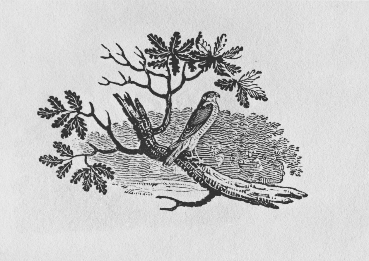 The Sparrowhawk (Accipiter nisus) من المجلد "تاريخ الطيور البريطانية" المجلد الأول ، الحانة. 1797 (نقش الخشب) بواسطة توماس بيويك
