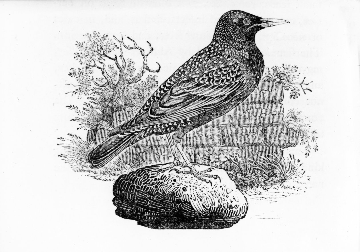 The Starling ، توضيح من "تاريخ الطيور البريطانية" بقلم توماس بيويك ، نُشر لأول مرة عام 1797 بواسطة توماس بيويك